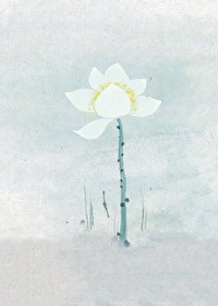 尼康d300