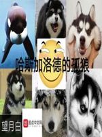seselu.com
