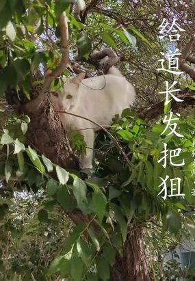 ipz046为什么被称为神作